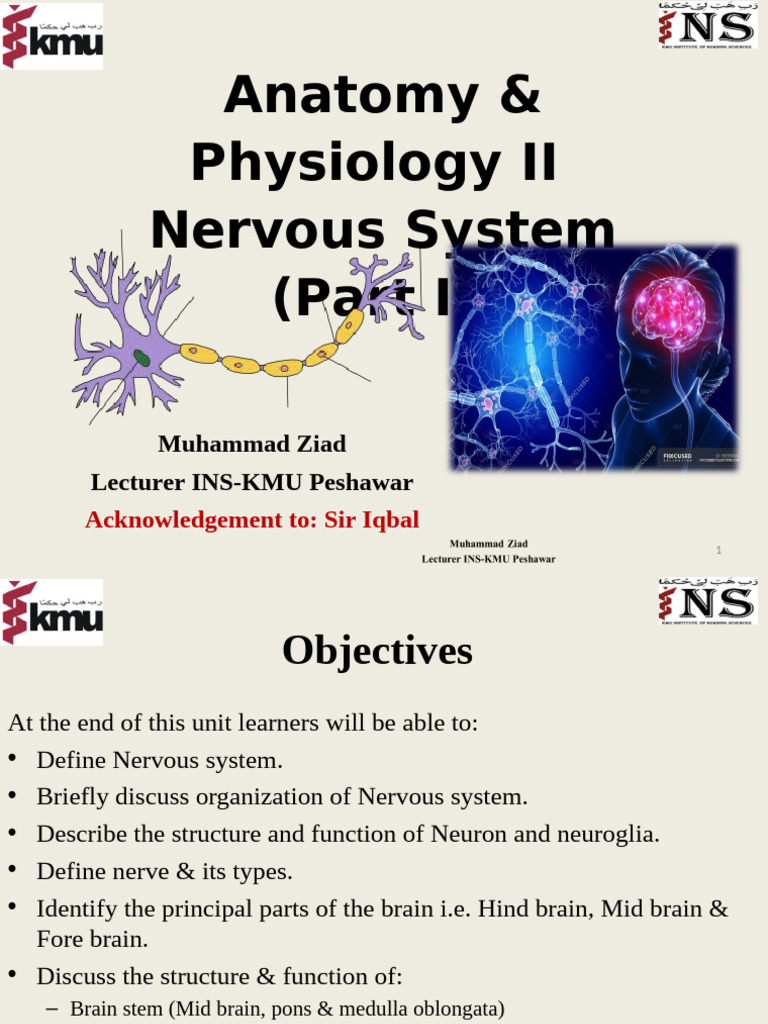 Nervous System Anatomy and Functions | PDF | Cerebrospinal Fluid ...