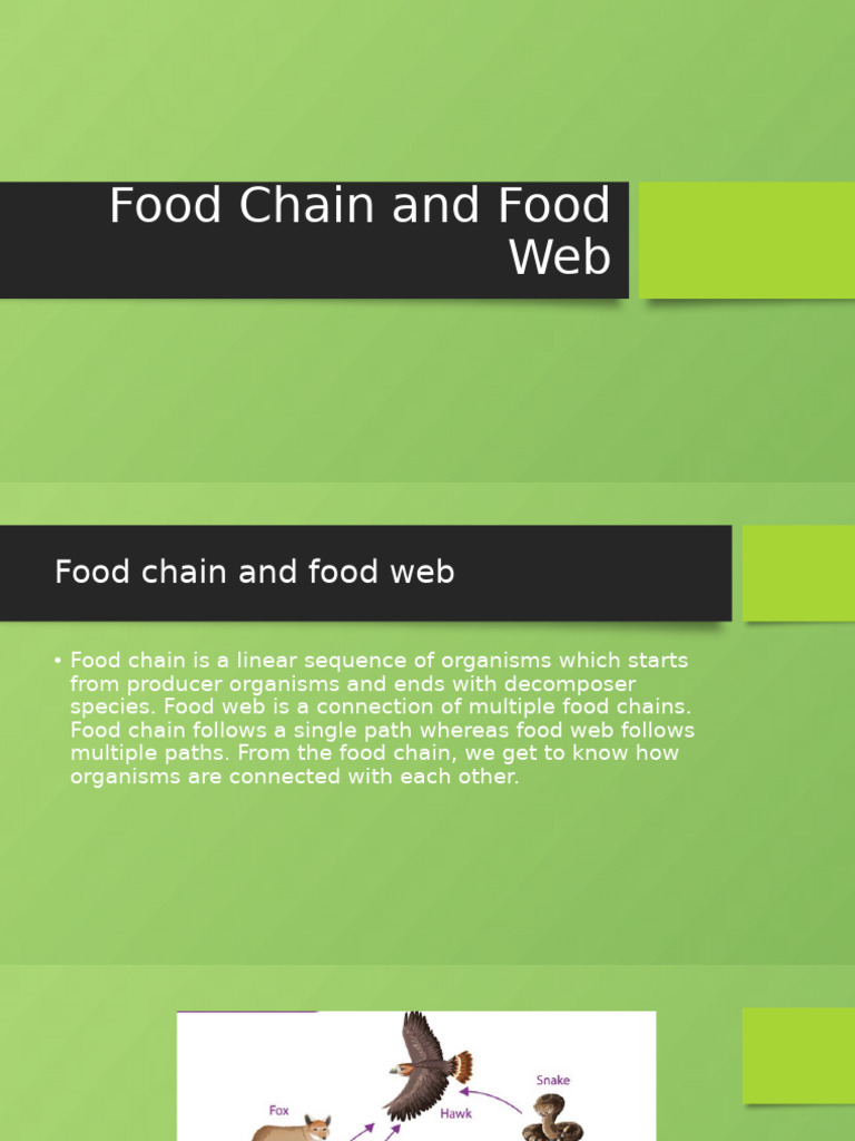 Food Chain and Food Web | PDF | Foods | Food Web