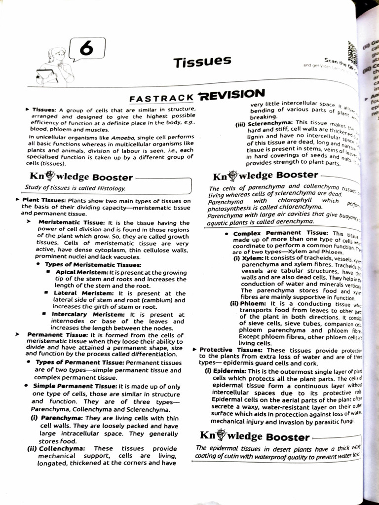 Tissue IX Notes | PDF