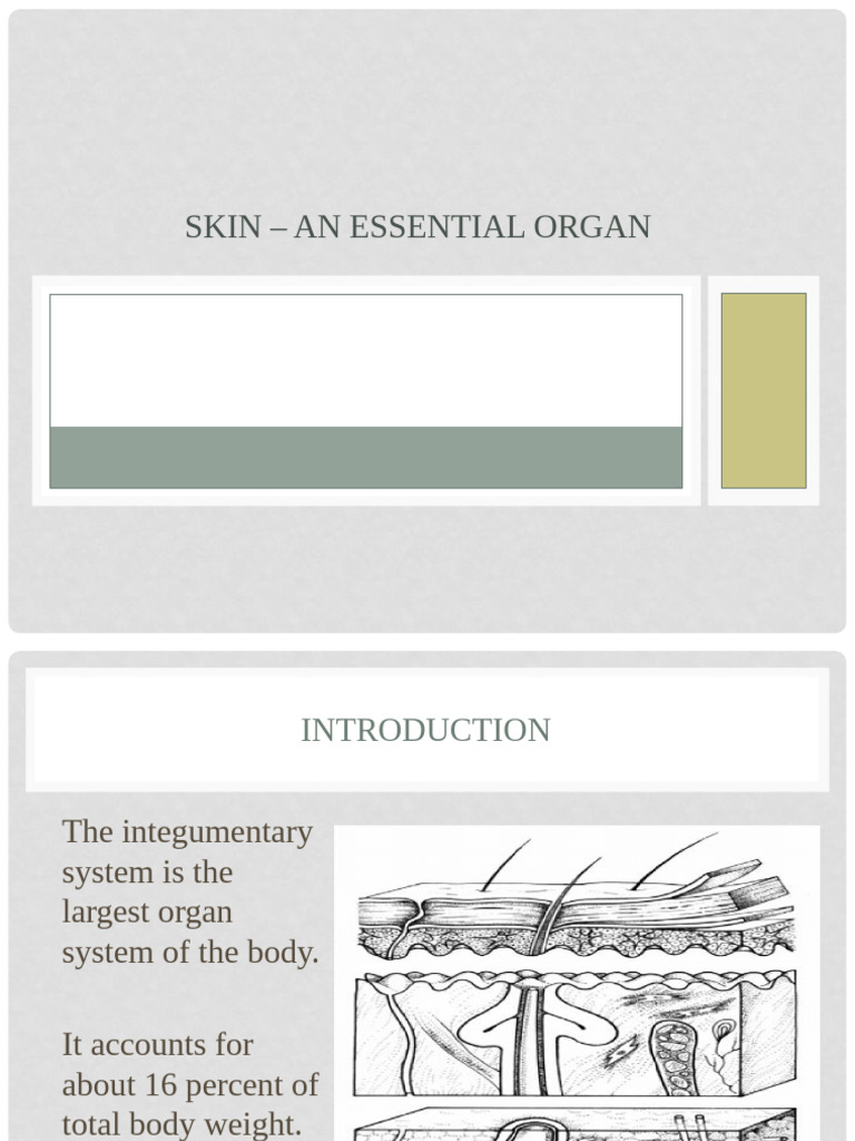 Functions and Structure of Human Skin | PDF | Epidermis | Skin