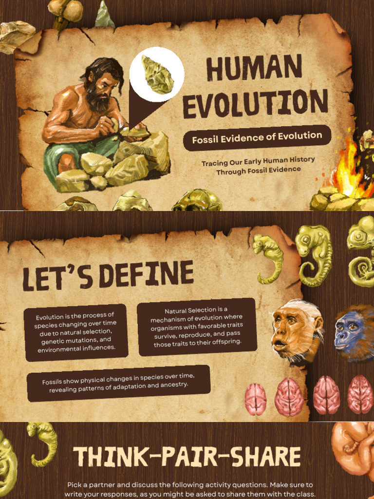 Fossil Evidence of Human Evolution | PDF | Homo | Human Evolution