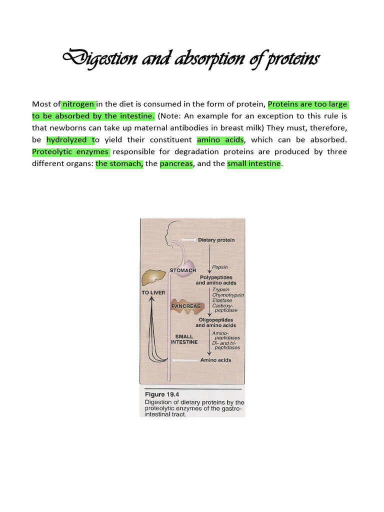 Protein Digestion and Absorption Process | PDF | Proteolysis | Digestion