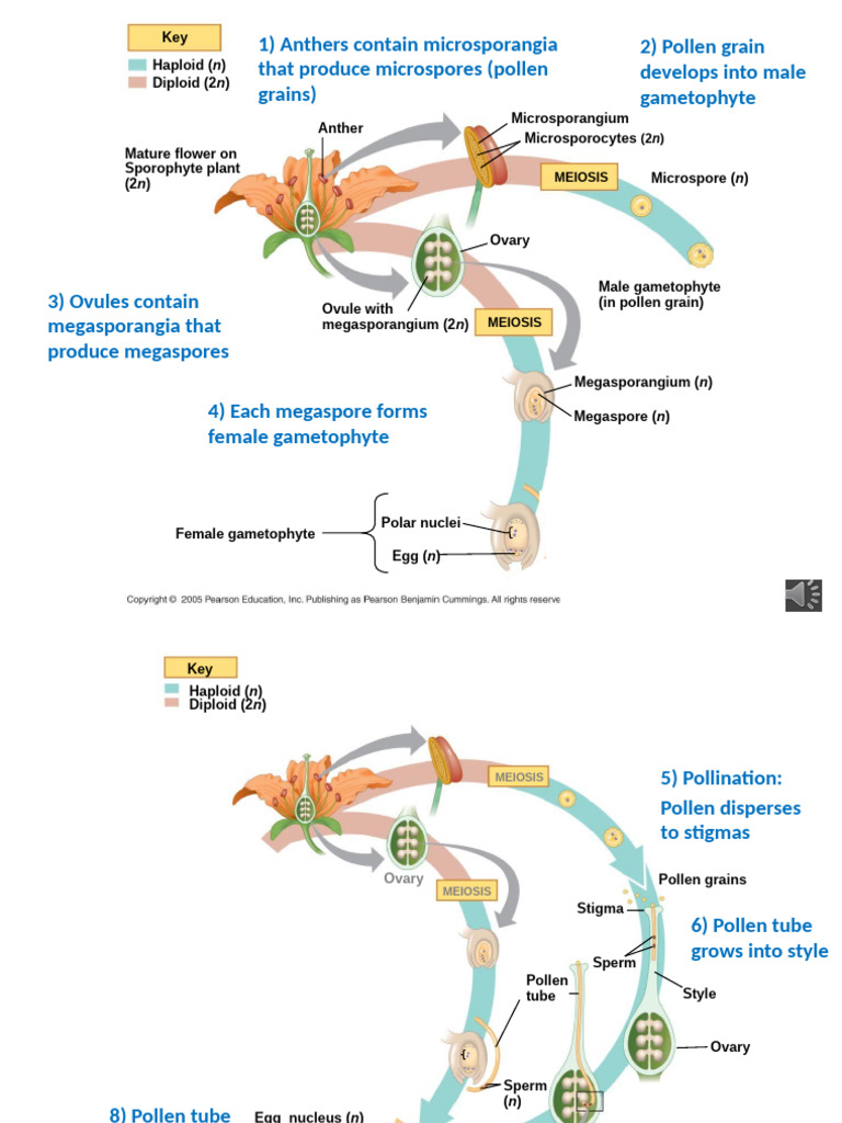 Biol102 Angiosperms Life Cycles Lecture 6.1 | PDF | Plant Morphology ...