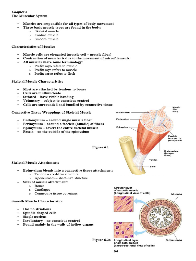 Overview of the Muscular System | PDF | Muscle Contraction | Skeletal ...