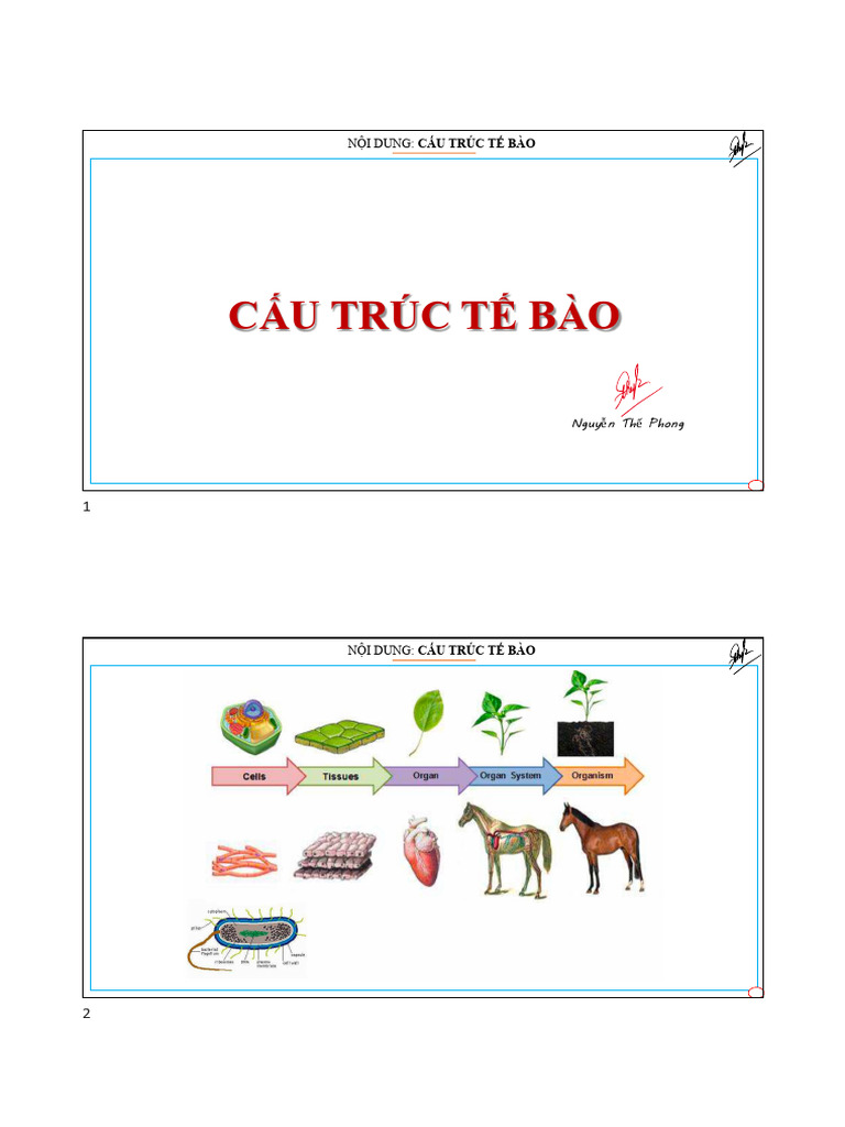 Cell Structure | PDF