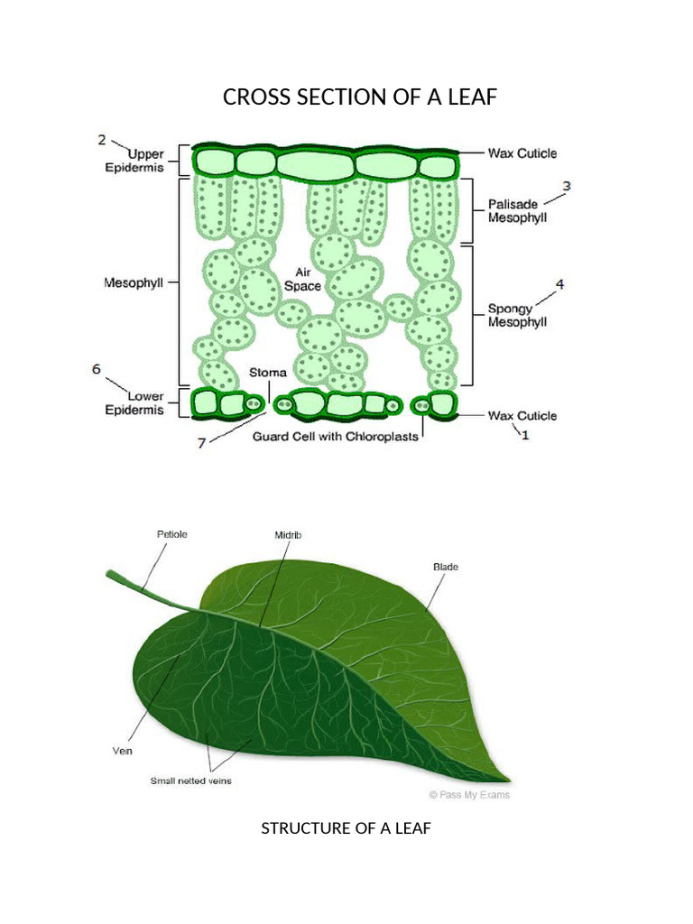 Cross Section of A Leaf | PDF