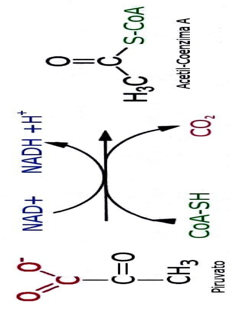 Bioquímica | PDF