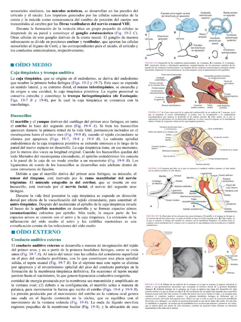 Oído Embrio | PDF