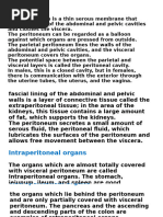 Anatomy of the Peritoneum Explained | PDF | Peritoneum | Anatomy