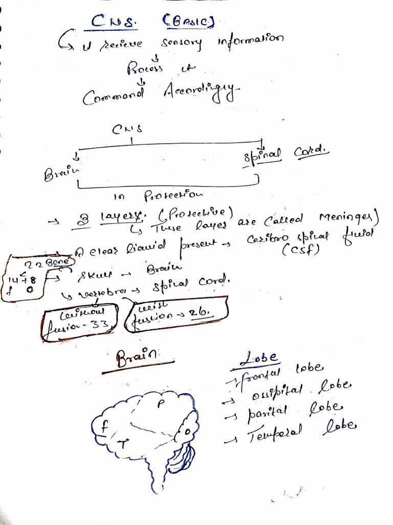 HAP. CNS Basic | PDF