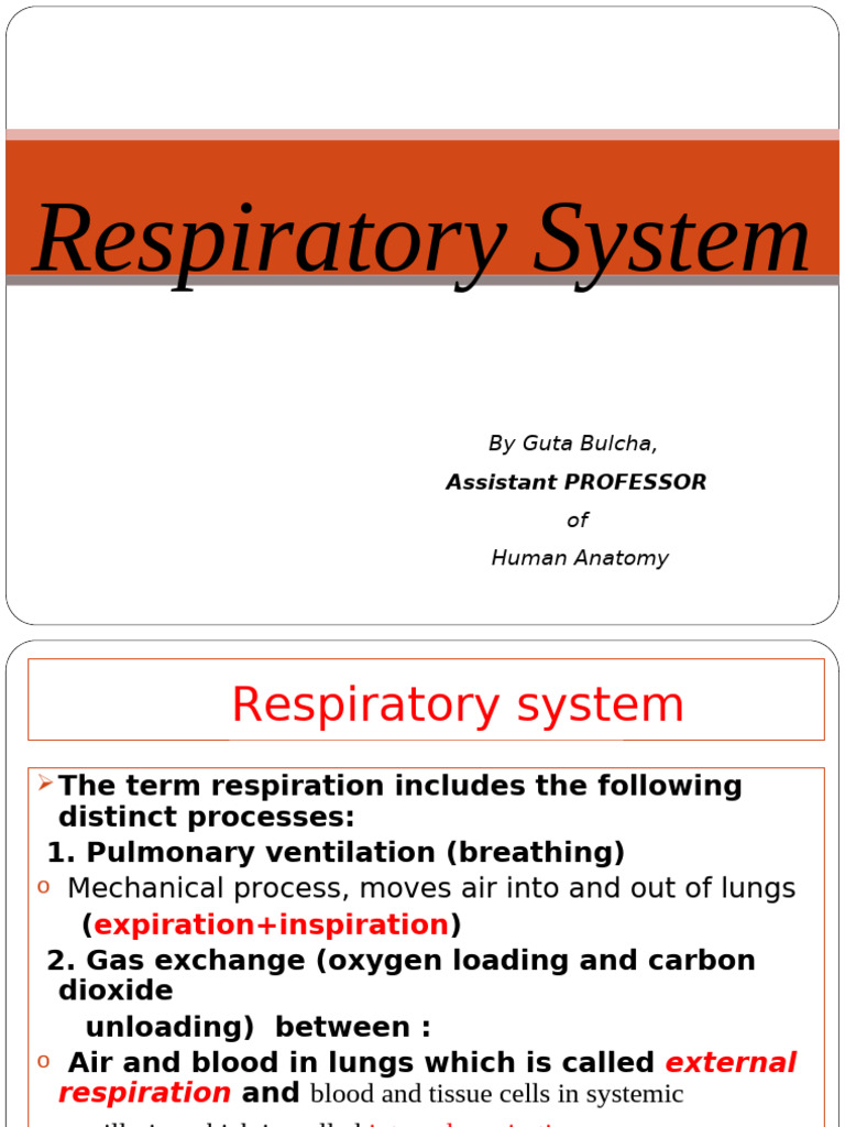Overview of the Respiratory System | PDF | Lung | Respiratory Tract