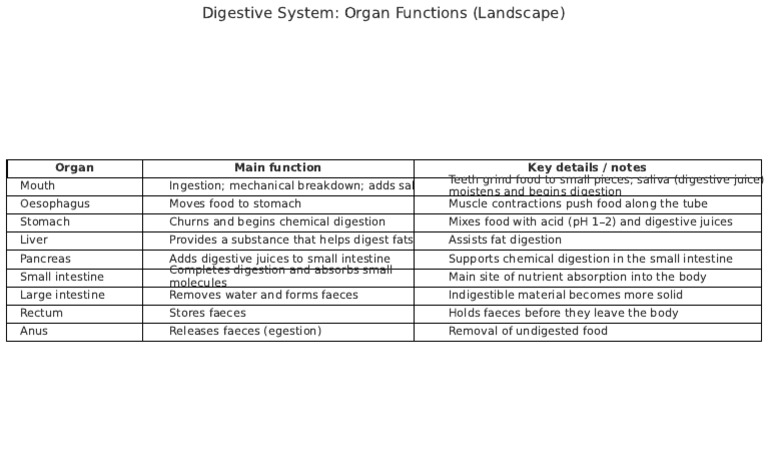 Digestive System Functions Table v3 Landscape | PDF