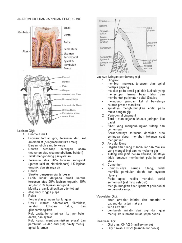 Anatomi Gigi Dan Jaringan Pendukung