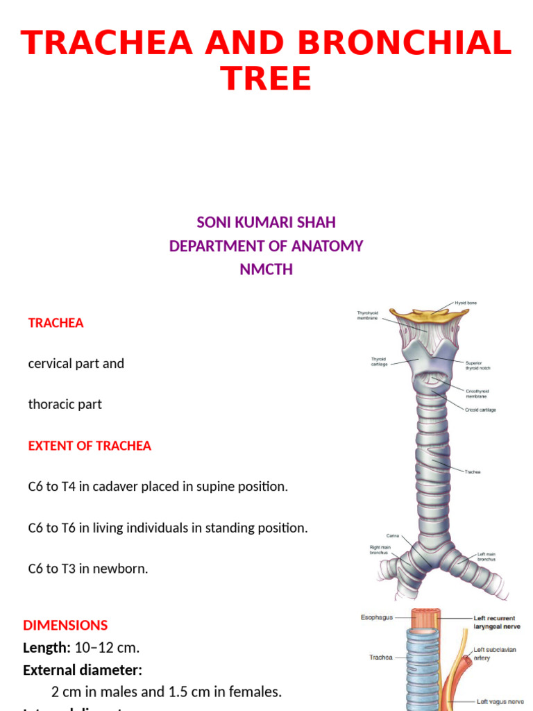 Trachea and Bronchial Tree | PDF