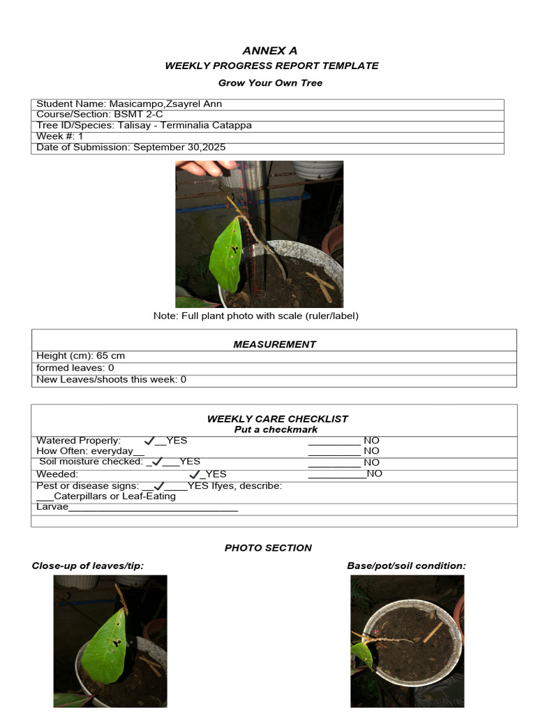 Weekly Tree Growth Progress Report | PDF