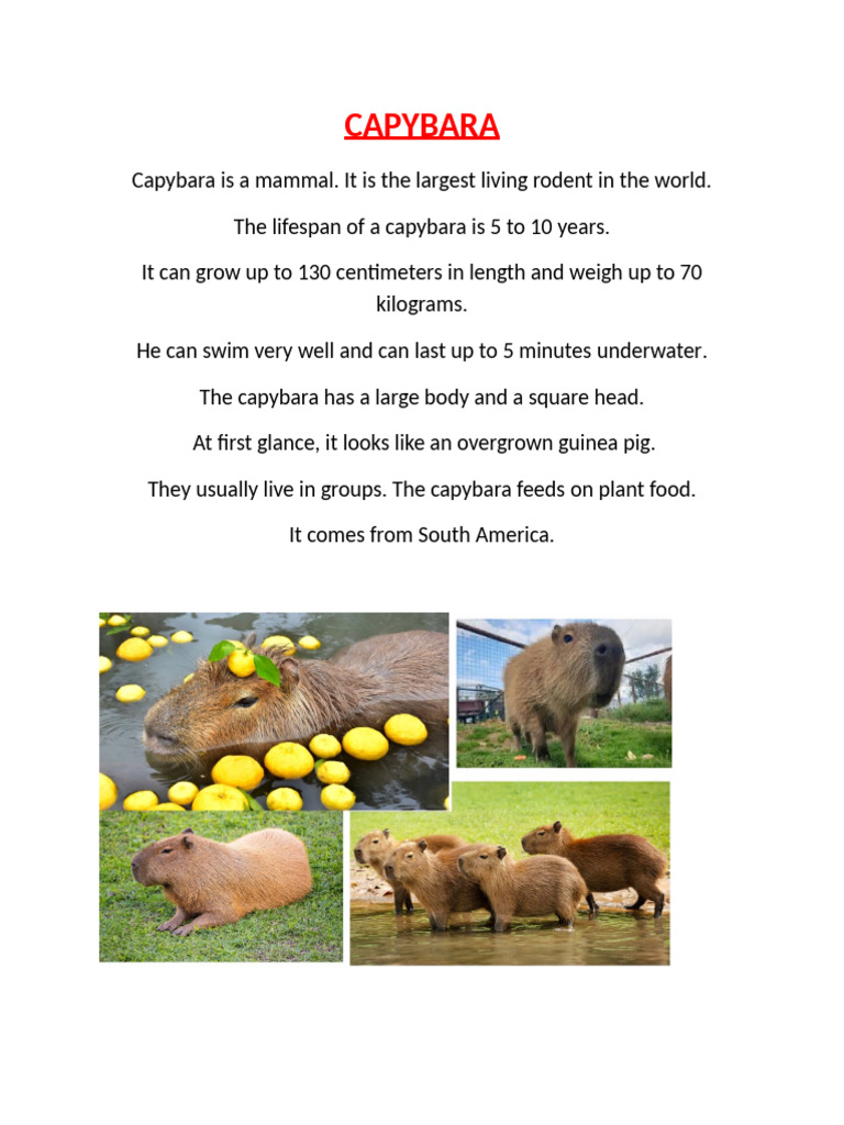 Capybara: Largest Rodent Facts | PDF
