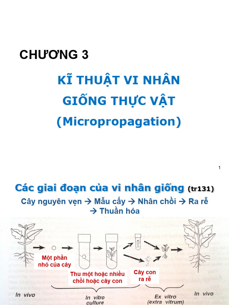 3. Các Phương Pháp Nuôi Cấy | PDF