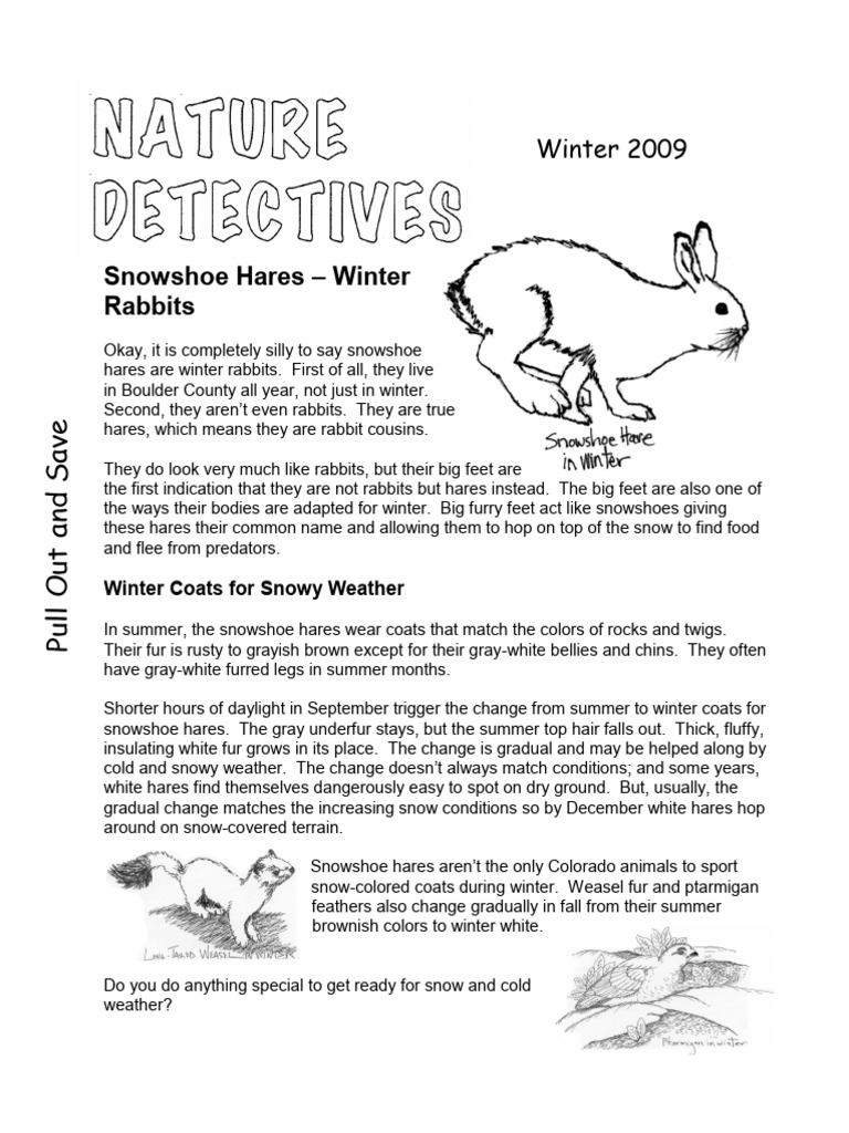 Snowshoe Hares: Winter Adaptations Explained | PDF | Fur | Rabbit