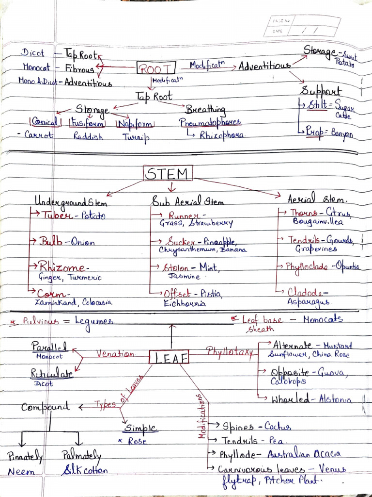 Mind Map - Morphology | PDF | Plant Morphology | Branches Of Botany