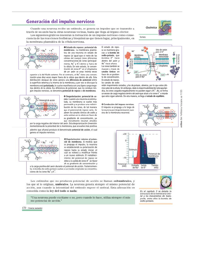 PDF El Impulso Nervioso Santillana | PDF