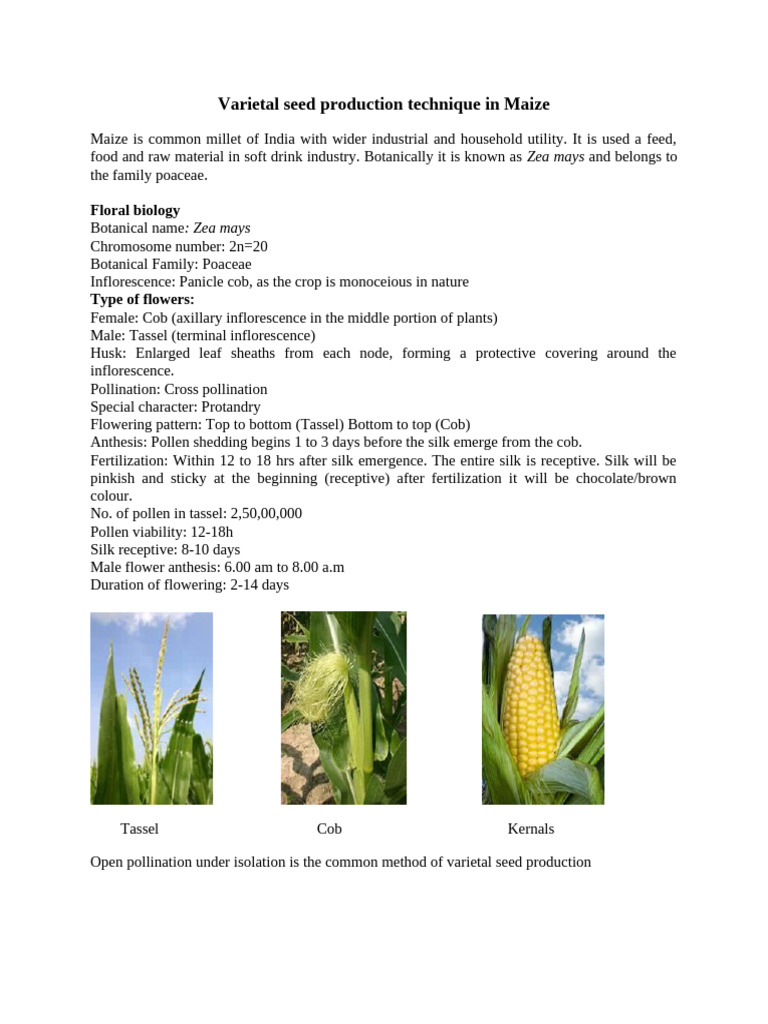 7.2 Seed Production Techniques in Maize | PDF | Maize | Sowing