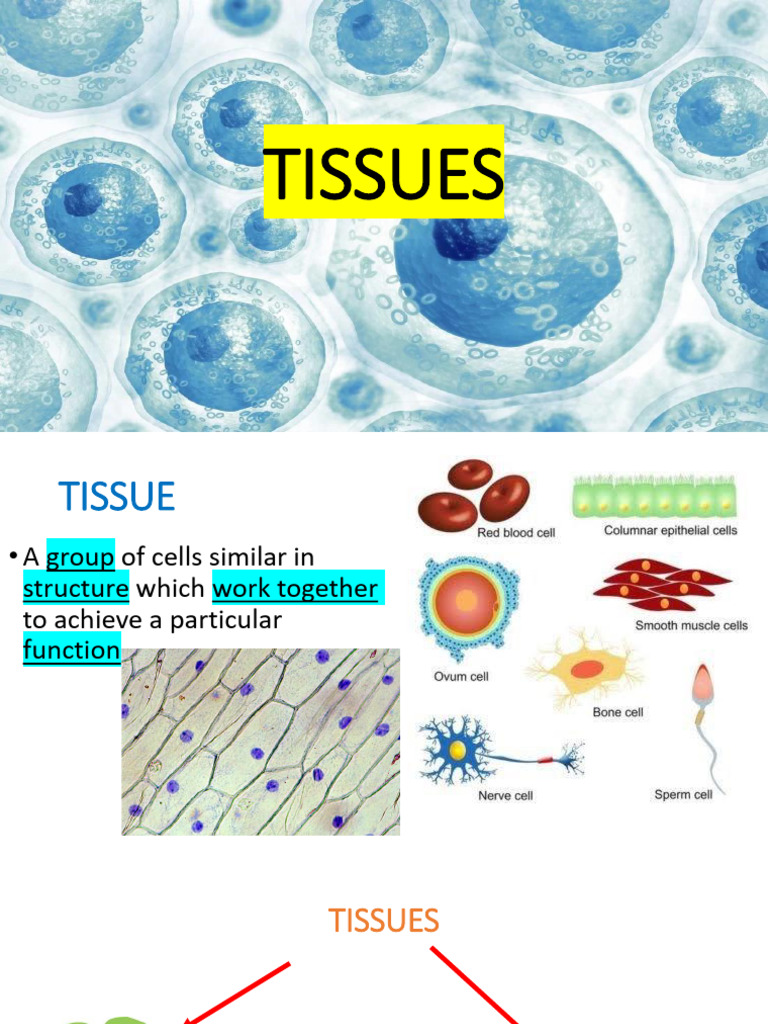 Tissues | PDF | Tissue (Biology) | Epithelium