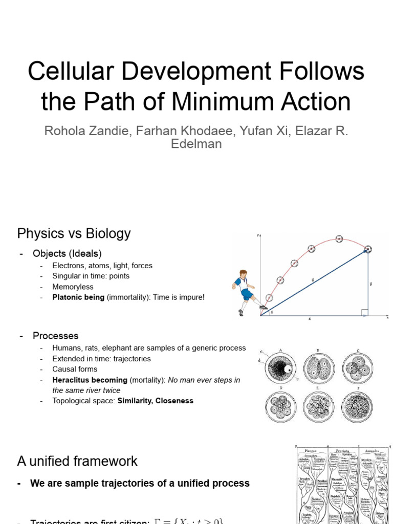 Minimum Action in Cellular Development | PDF | Physics | Applied ...