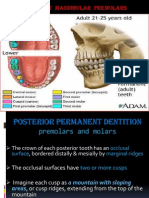 Lower Premolars