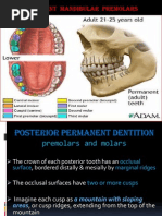 Understanding Maximal Intercuspal Position | PDF | Mouth | Tooth