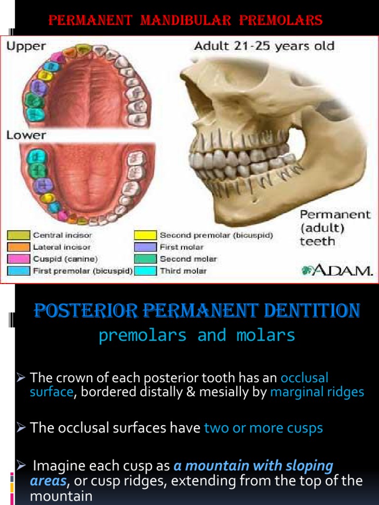 Lower Premolars Tooth Dentistry Branches