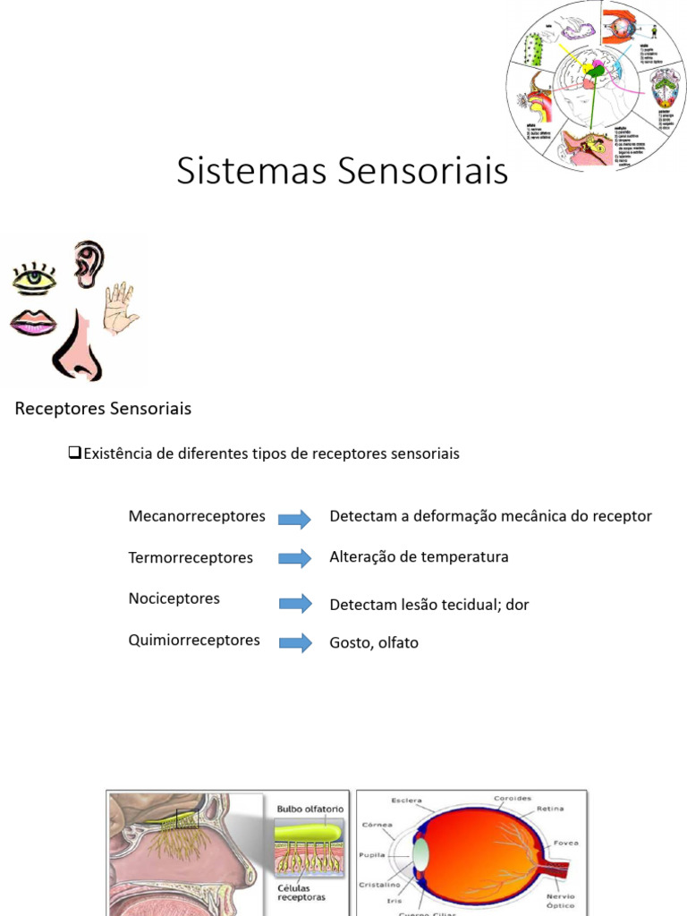 FISIOLOGIA 23 | PDF | Estímulo (Fisiologia) | Dor