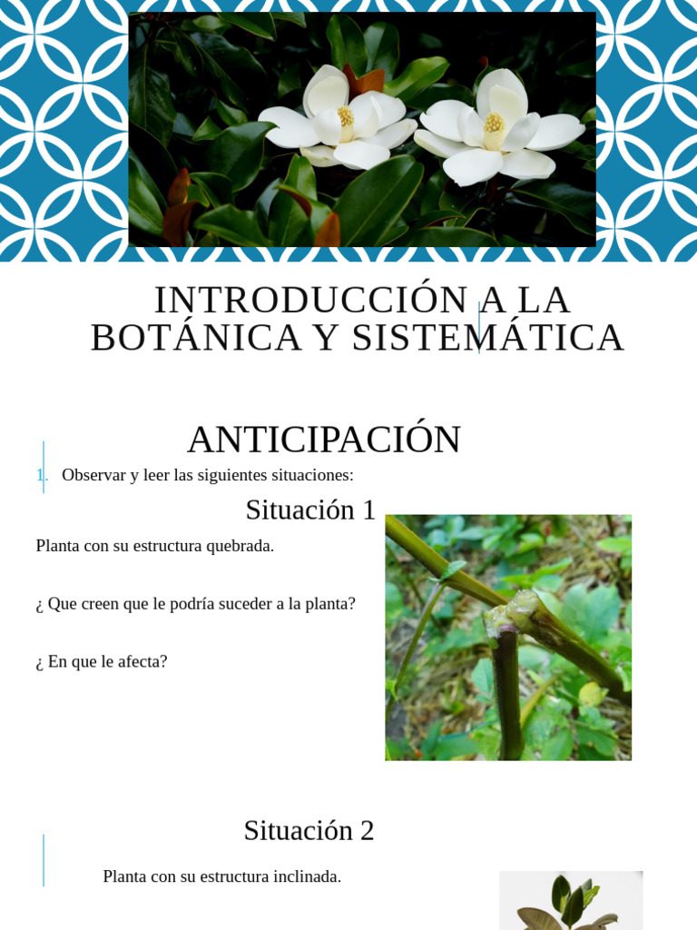Estructura y Funciones del Tallo en Botánica | PDF | Tallo de la planta ...