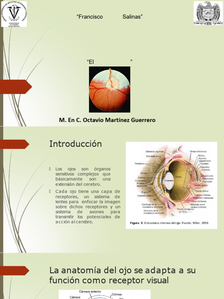 Anatomía y Función del Sistema Visual | PDF | Percepción visual | Retina
