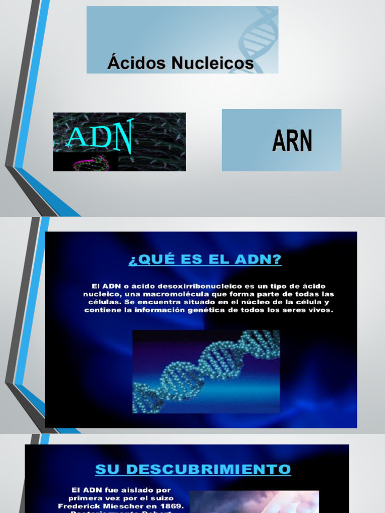 ADN (3) en Su Estructura Imagenes y Mucho Mas | PDF