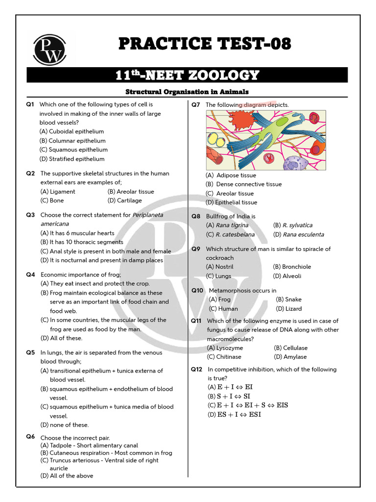 NEET Zoology Practice Test 08 | PDF | Aorta | Blood
