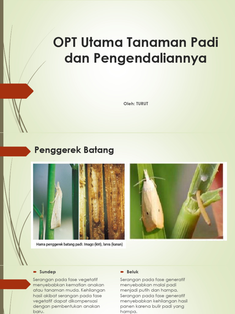 Pengendalian Larva Penggerek Batang Padi | PDF