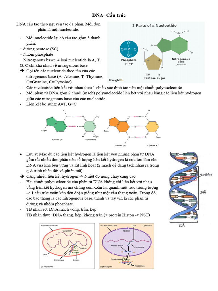 DNA-Cấu trúc | PDF