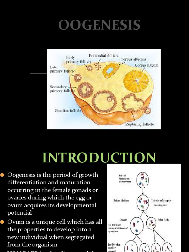 Understanding Oogenesis and Follicular Development | PDF ...