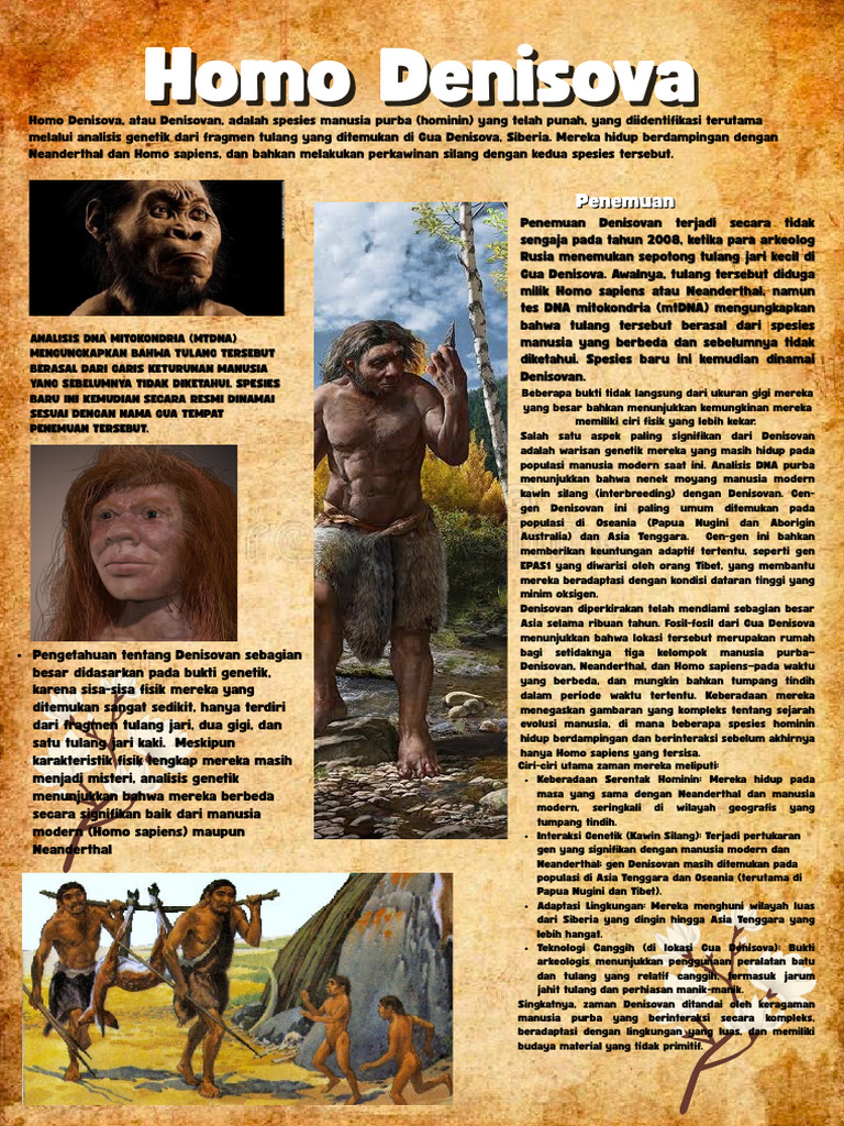Homo Denisova | PDF