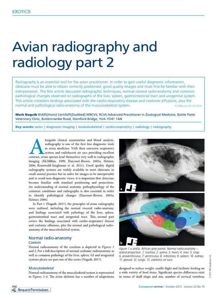 Aves Radiografia | PDF | Vertebra
