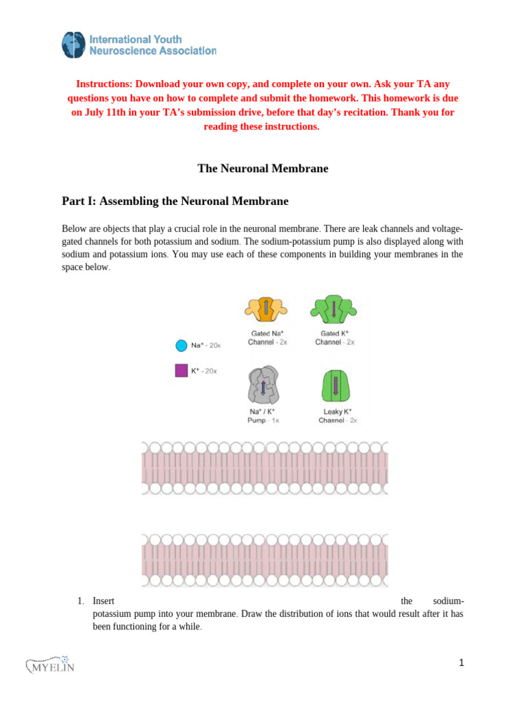 Neuronal Membrane and Action Potential Guide | PDF | Action Potential ...