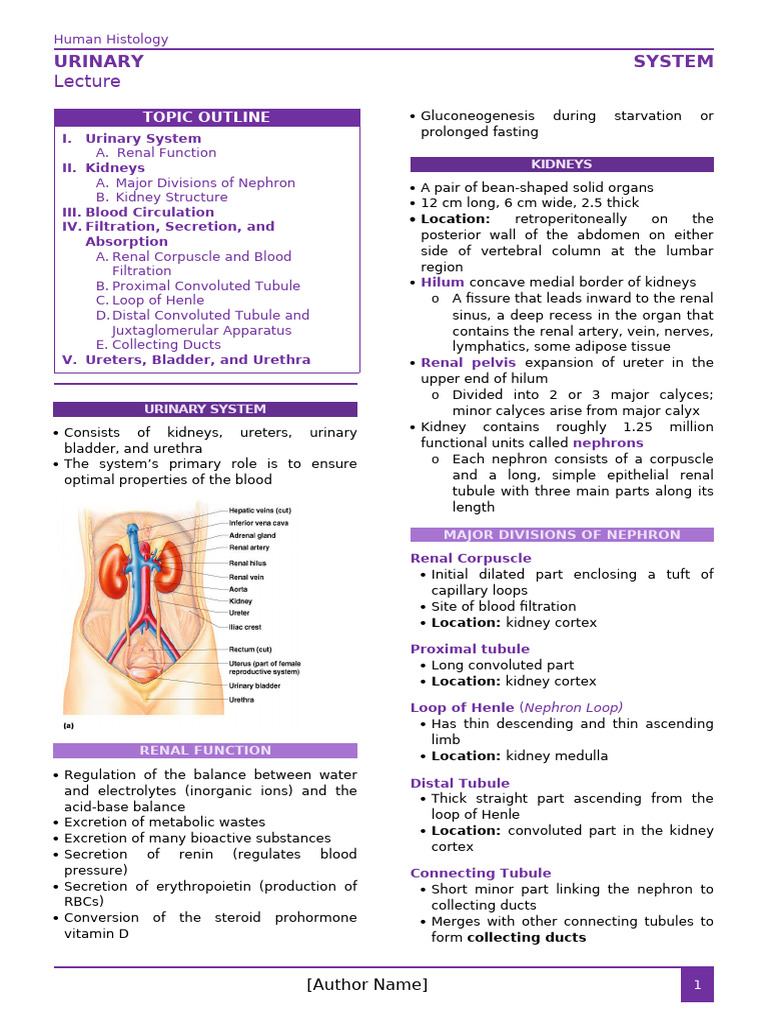 Human Urinary System Histology Guide | PDF | Kidney | Anatomy