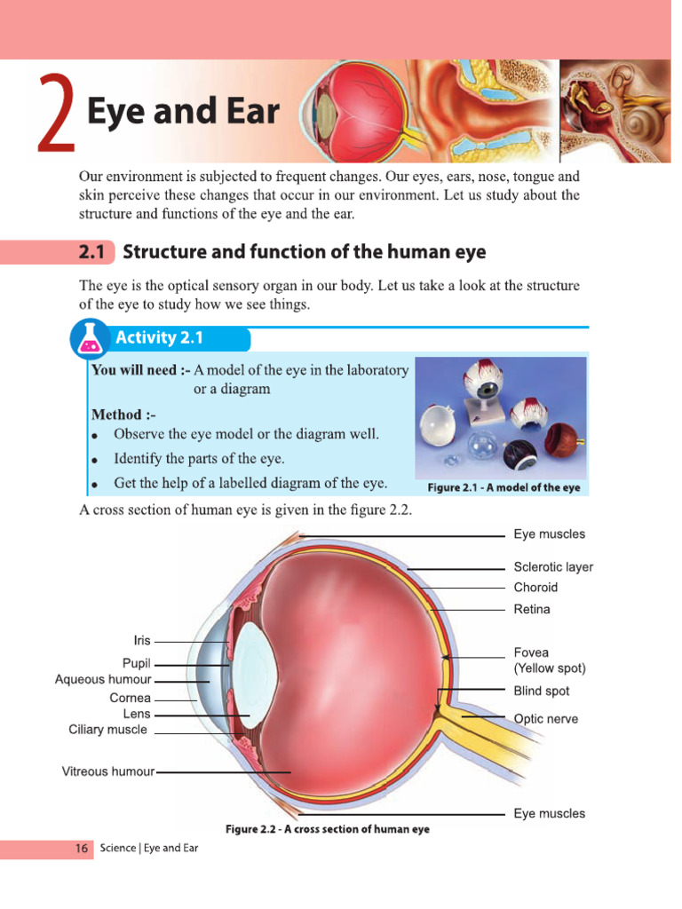 Anatomy and Function of the Eye | PDF | Ear | Hearing
