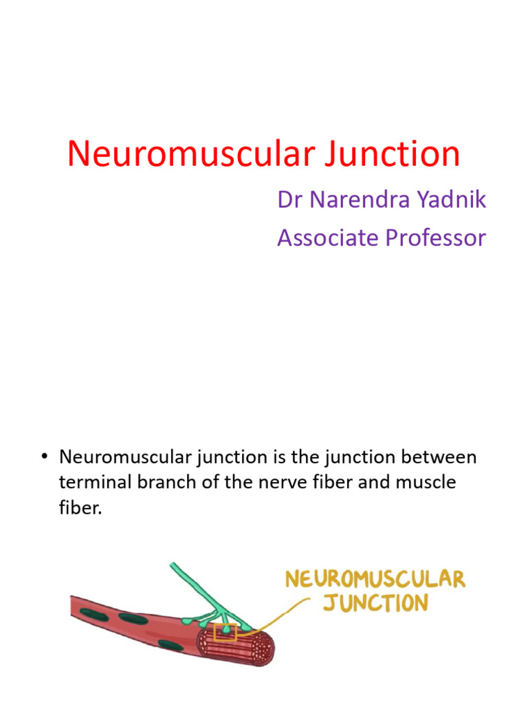Neuromuscular Junction | PDF | Neuromuscular Junction | Motor Neuron