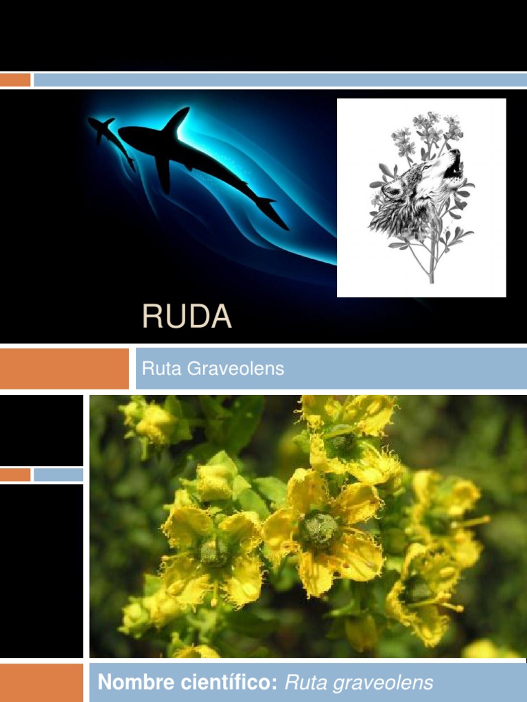 Ruda | PDF | Plantas | Botánica
