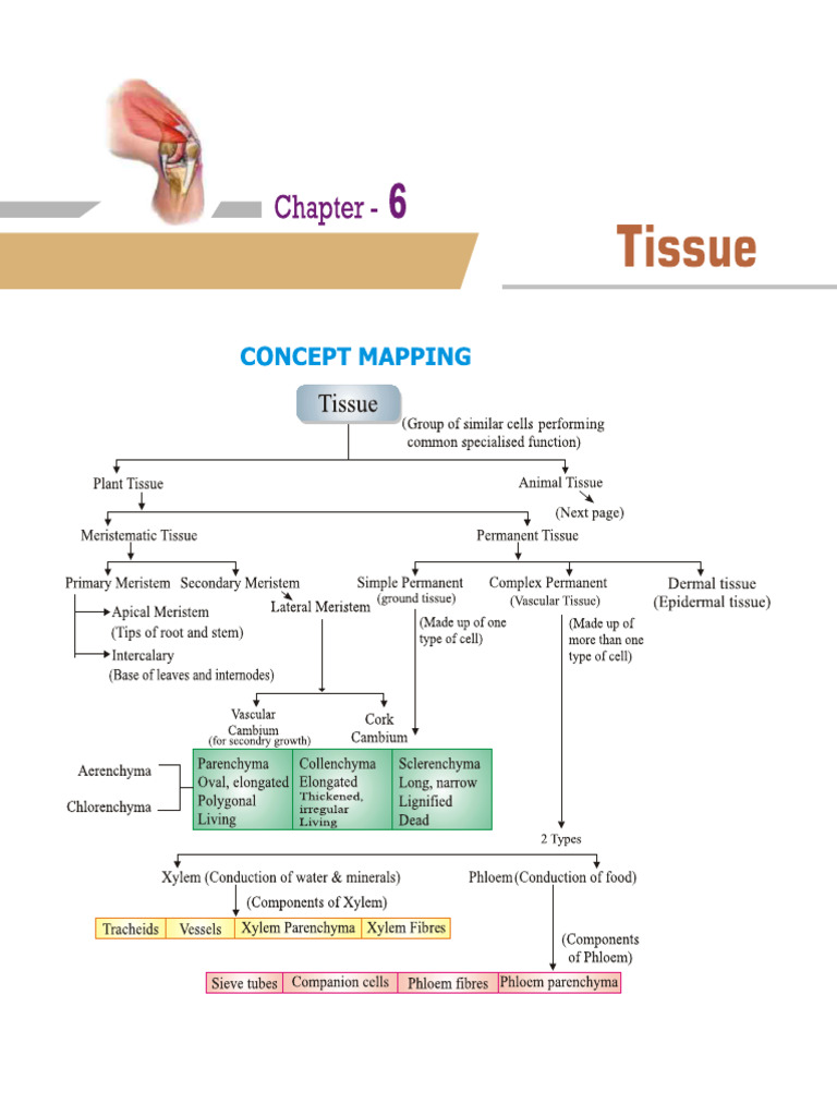 Study Notes Tissue | PDF