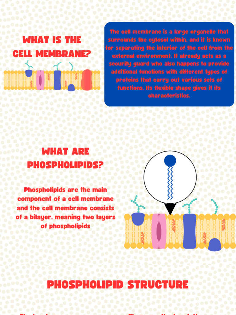 Understanding Cell Membrane Functions | PDF | Cell Membrane | Cell ...