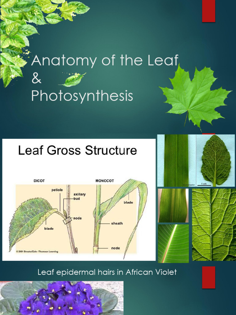 10 LS Leaf & Photosynthesis | PDF | Photosynthesis | Leaf