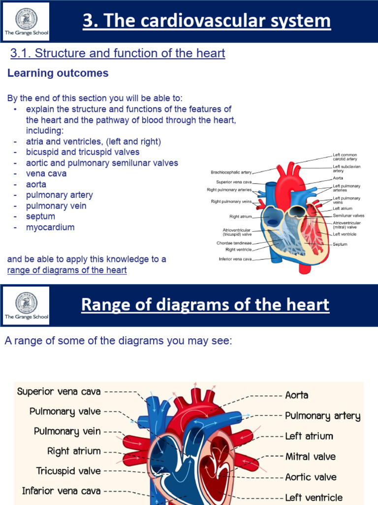 Heart Structure and Function Explained | PDF | Heart | Heart Valve