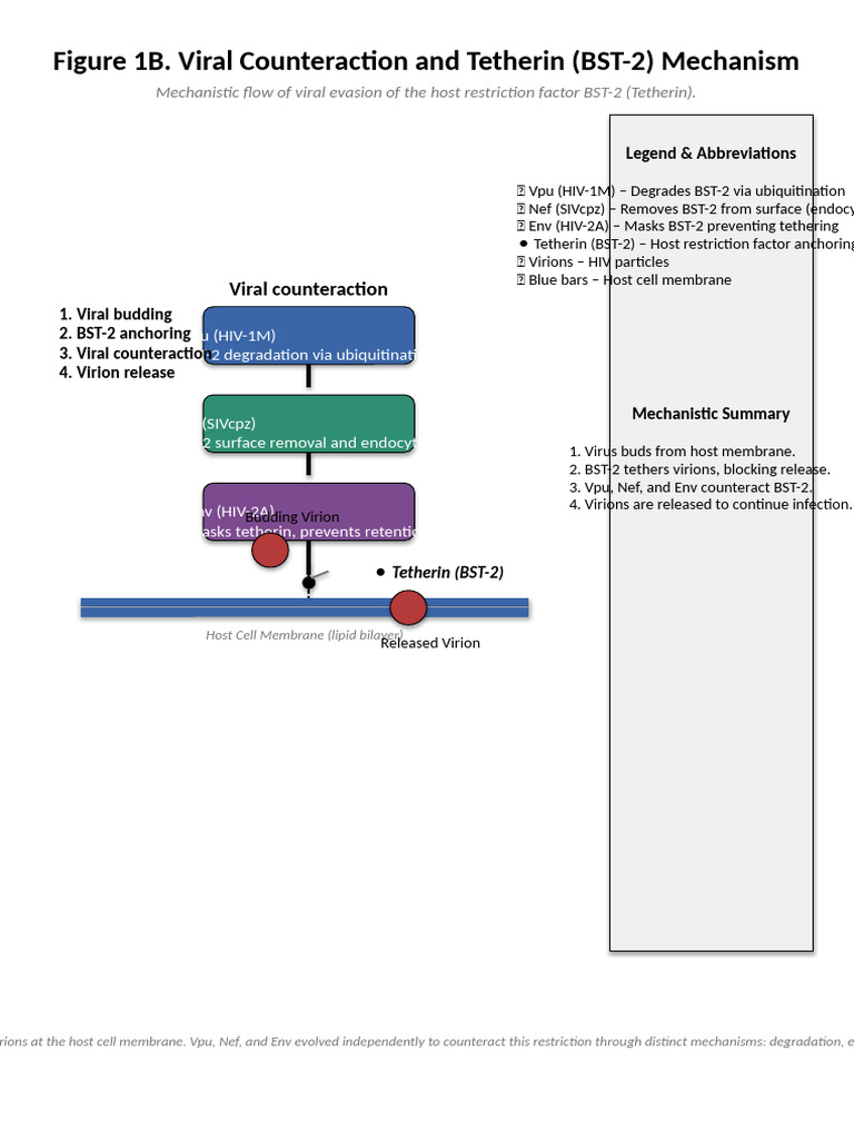 Figure1B_Tetherin_A4_Portrait_v2 | PDF | Microorganism | Immunology